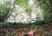 Mandala nel bosco: laboratorio gratuito a Parco Bertone