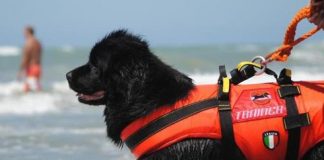 7 ottobre, Giornata mondiale del soccorso: cani che ci aiutano