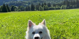 Conosciamo Volpino Italiano e Spitz Tedesco