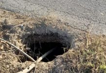 Caccia alle nutrie, a Bagnolo 2200 catture in undici mesi