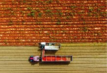 Pomodoro da industria: Casalasco chiude a 150 euro a tonnellata con Ainpo e Asipo. Ma l’accordo generale resta un miraggio