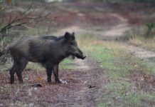 Martedì 18 giugno blitz di Coldiretti davanti a Palazzo Pirelli contro l’invasione dei cinghiali