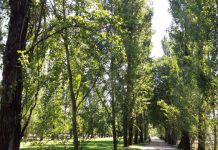 A Bosco Virgiliano via 90 alberi malati e potenzialmente pericolosi