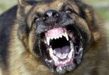 Morsicata da un cane : una 26enne in ospedale