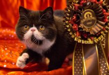 Alla Fiera Millenaria di Gonzaga arriva Cats & Care: expo felina e salone del benessere