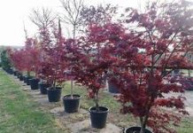 Servizio di psichiatria dedicato a Palvarini