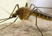 Febbre del Nilo, condizioni stazionarie a Mantova: nessun aumento dei casi