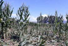 Manovra, Coldiretti Mantova: per il contenimento cinghiali alla provincia di Mantova risarcimenti per 334mila euro