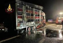 Muoiono 13 mucche nel Tir in fiamme