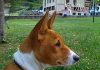Due razze rare: il Basenji ed il Podenco