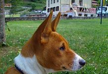 Due razze rare: il Basenji ed il Podenco
