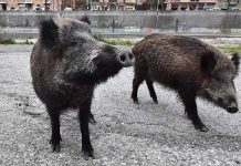 Emergenza cinghiali: in arrivo risarcimenti per 334mila euro cinghiali-2