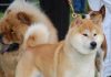Conosciamo gli Shiba, Akita e Akita americani