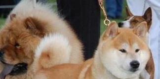 Conosciamo gli Shiba, Akita e Akita americani