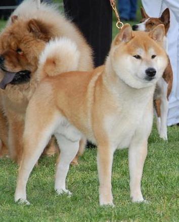 Akita sales e shiba