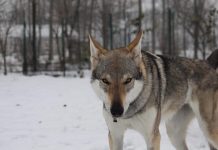 Arriva la neve anche per i nostri amici a quattro zampe