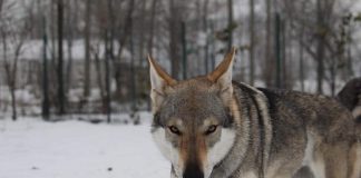 Arriva la neve anche per i nostri amici a quattro zampe