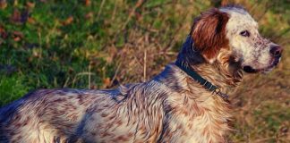 Cani da caccia: il segugio e i cani da pista