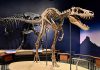 T-Rex: tutto muscoli o anche cervello?