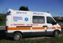 Trasporto animali domestici, ora c’è anche l’ambulanza veterinaria