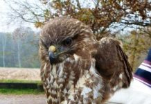 Bosco Fontana, sabato sarà rilasciato un esemplare di poiana