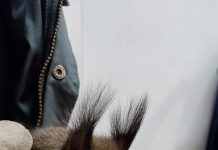 Messo in salvo un raro esemplare di scoiattolo rosso