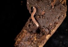 Una lumaca tropicale al museo