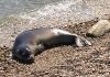 Giocando a nascondino con la foca monaca del Mediterraneo