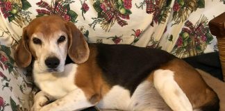 Beagle e Foxhound, cani da caccia ma anche amici dei più piccoli