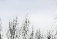 Corsa campestre – Rigoletto show al Cross del Bosco Virgiliano rigo