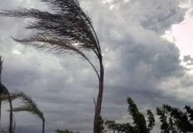 Mantova e provincia sferzate da violente raffiche di vento: decine di alberi crollati o pericolanti