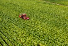 Philip Morris, investimento da 500 mln per la filiera del tabacco