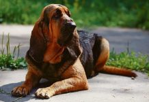 Il Cane di Sant’Uberto e la sua versione a“gambe mozze”, il Bassethound
