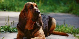 Il Cane di Sant’Uberto e la sua versione a“gambe mozze”, il Bassethound