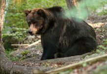 21 marzo: giornata internazionale delle foreste