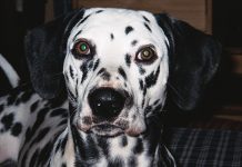 Il dalmata, storia e curiosità