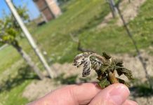 Gelate, anche la Cia lancia l’allarme per l’ortofrutta