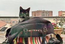 Appello dell’associazione Gattorandagio per assistere le gatte randagie