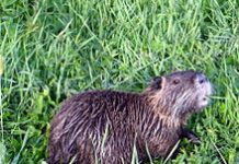 Nutrie, esposto degli animalisti contro il Comune di Mantova