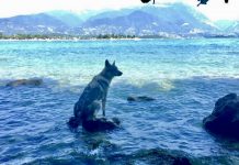 Arriva il caldo: i cani e l’acqua