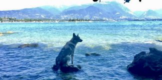 Arriva il caldo: i cani e l’acqua