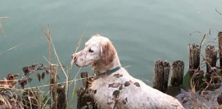 Gruppo 7 Enci: i cani da ferma