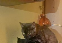 Smarrito gattino in zona Borgo Pompilio