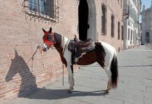 Lega il cavallo sul listone di piazza Sordello e va a prendersi un caffè