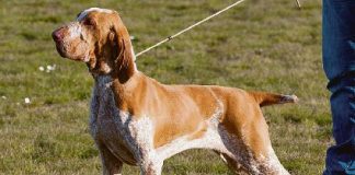 Conosciamo tre bracchi: Italiano, Ungherese e Cane da ferma Tedesco