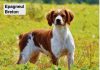 Cani da ferma: conosciamo le 6 particolari razze di Epagneul