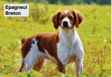 Cani da ferma: conosciamo le 6 particolari razze di Epagneul