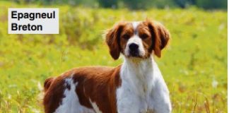 Cani da ferma: conosciamo le 6 particolari razze di Epagneul