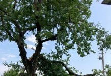 Il maltempo: a Curtatone già stimati danni per un milione di euro