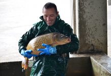 Tamponato mentre è sul trattore, muore imprenditore 58enne